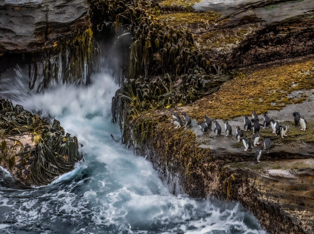 Penguin Rush